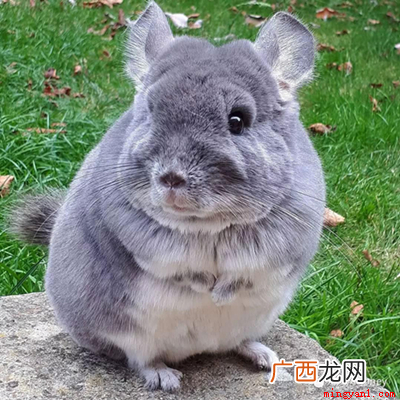 南美洲安第斯山脉地区啮齿类动物的统称 龙猫是什么动物