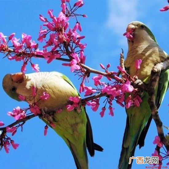 春天新来的燕子出自白居易 谁家新燕啄春泥中的新燕指的是什么