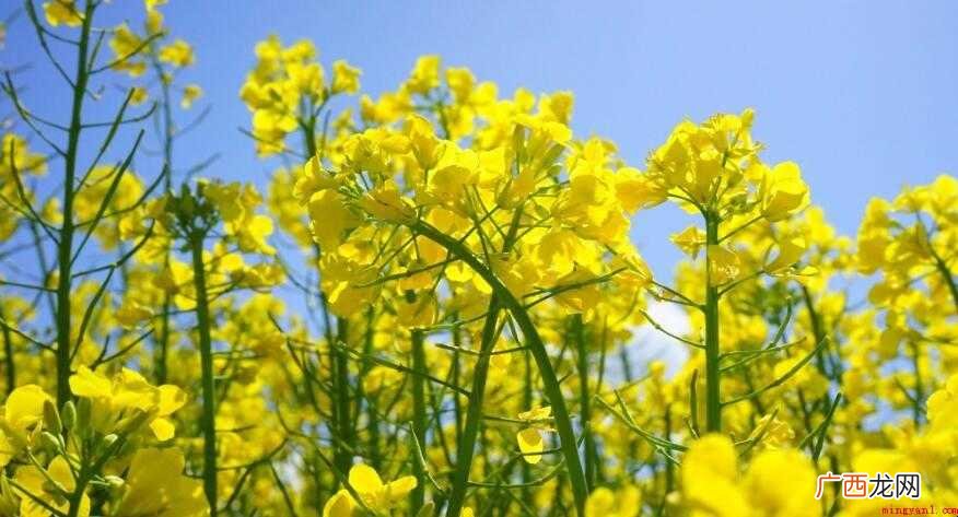 油菜花简笔画怎么画【图】 油菜花简笔画怎么画