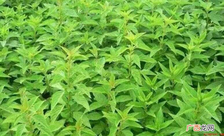 溪黄草有什么功效与作用