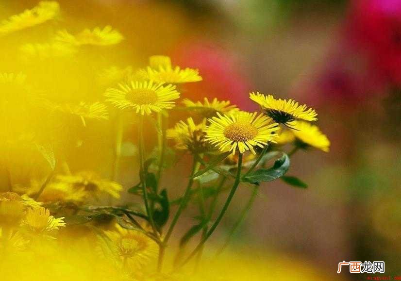 雾里看花是什么意思 成语用法介绍 雾里看花是什么意思