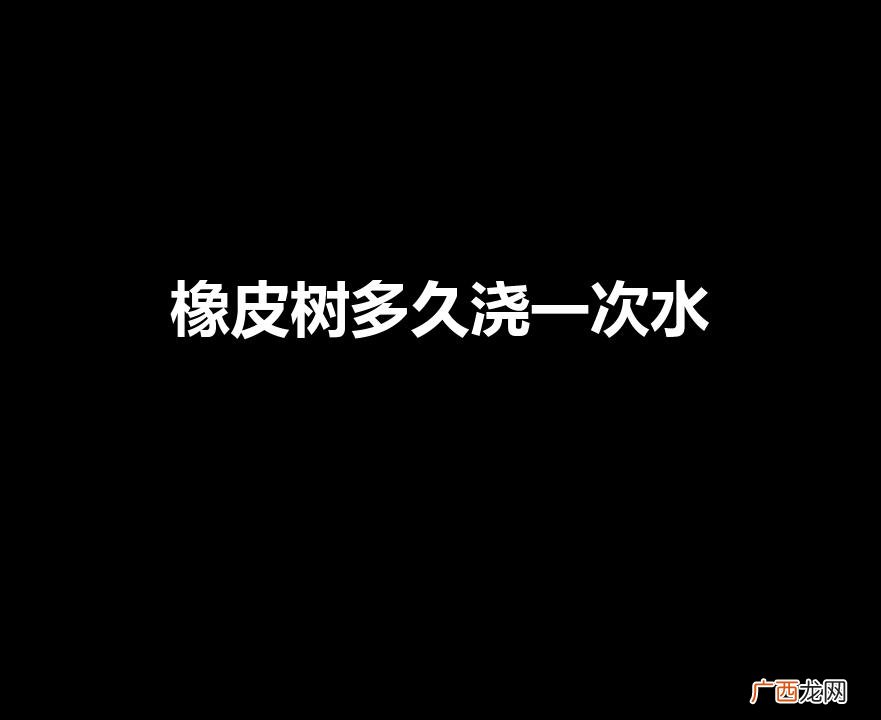 橡皮树要不要天天浇水 橡皮树多久浇一次水