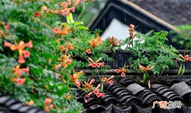 ?小暑节气就出梅了吗 什么是出梅