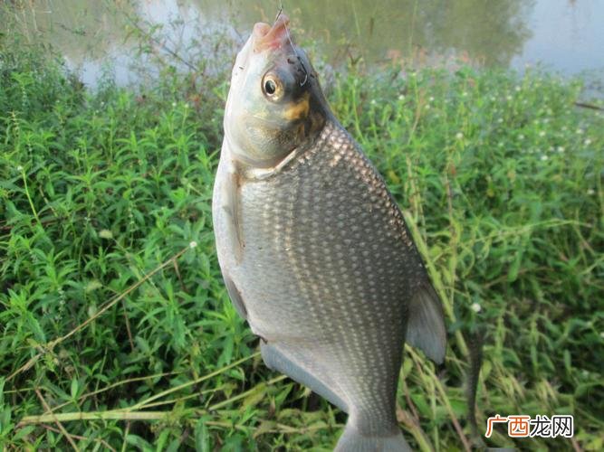 分享：武昌鱼的钓法 野钓武昌鱼用什么饵料好钓