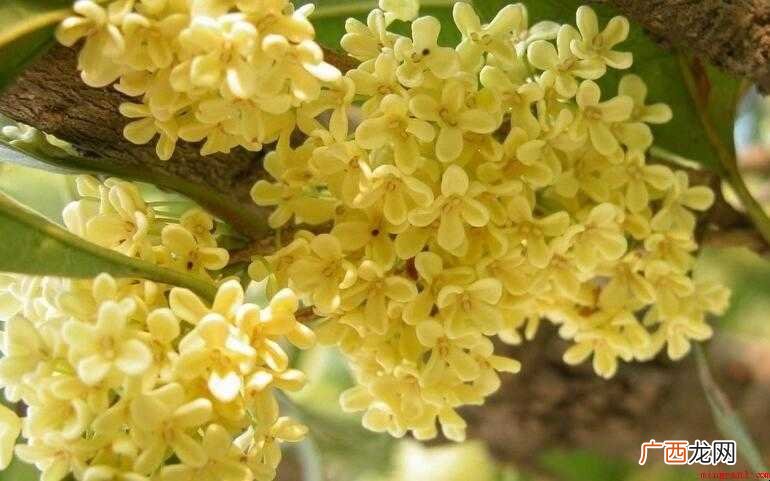新鲜桂花怎样吃【图文】 新鲜桂花怎样吃