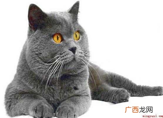 猫的品种有哪些