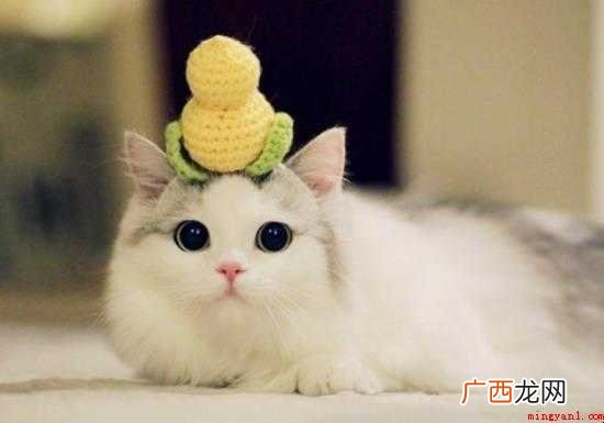 猫的品种有哪些