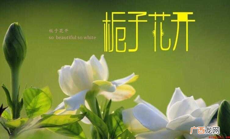 《栀子花开》的歌词是什么