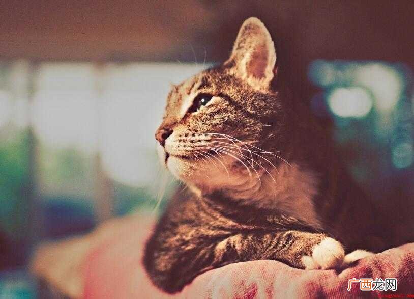 小花猫趴在墙角,屏息凝望,等着老鼠出洞。那么凝望的意思是什么