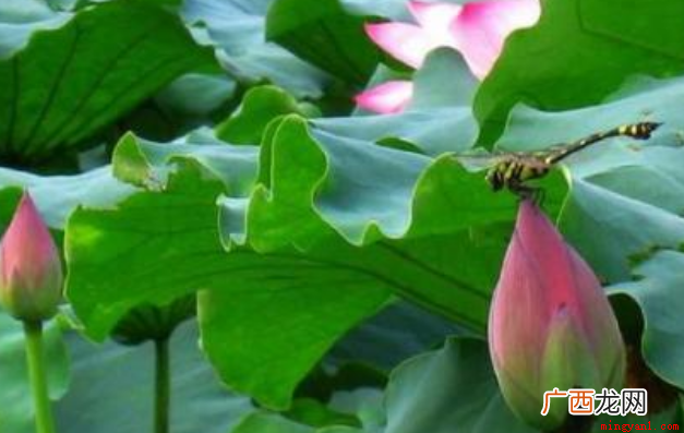 小池描写的是初夏季节的景物,此诗通过对初夏时小池中的泉水、树