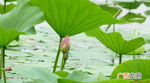 小池描写的是初夏季节的景物,此诗通过对初夏时小池中的泉水、树