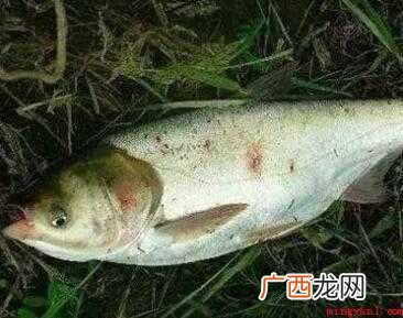 鲢鱼怎样做才好吃