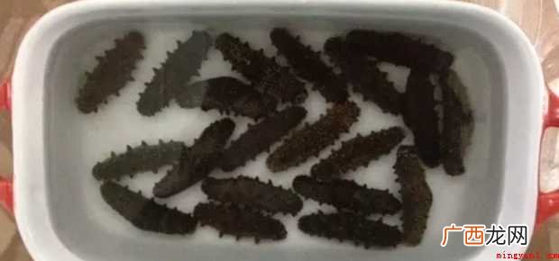 干海参怎样发泡