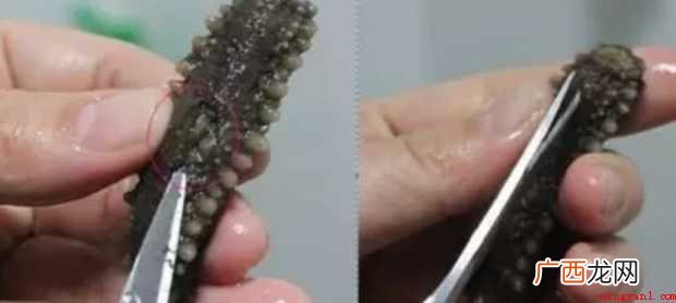 干海参怎样发泡