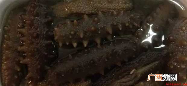 干海参怎样发泡