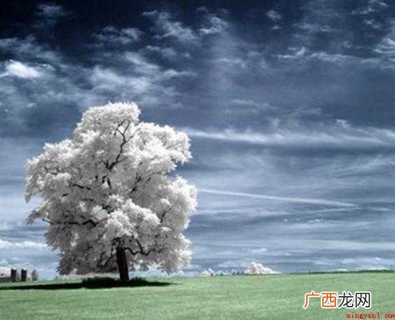娴熟,汉语词语,读音xián sh,出自沈石溪《斑羚飞渡》 娴熟的意思是什么