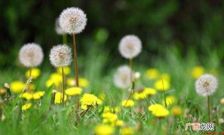 蒲公英的花语是什么