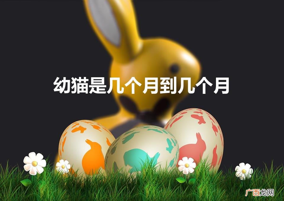 多大算幼猫 幼猫是几个月到几个月