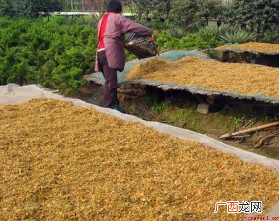 梅干菜怎样制作