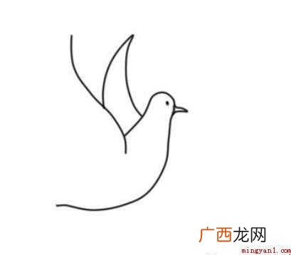 白鸽简笔画怎么画 画鸽子的身体部分 白鸽简笔画怎么画