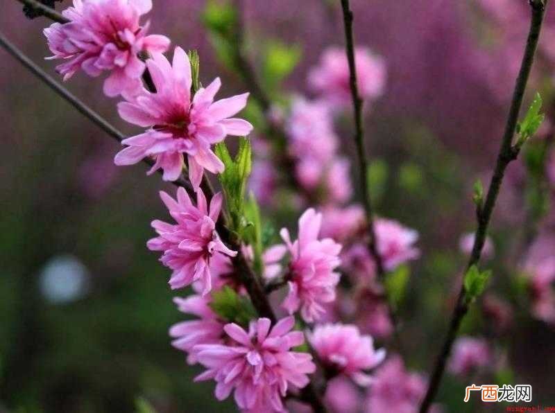 描写桃花的唯美句子有哪些