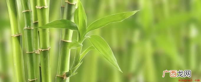 草竹子是草,不是树。 竹子是草还是树