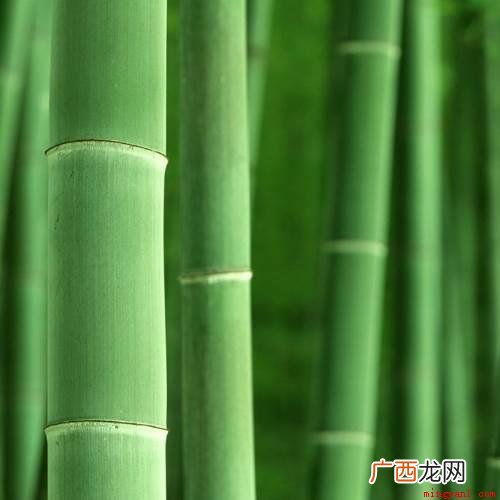 草竹子是草,不是树。 竹子是草还是树