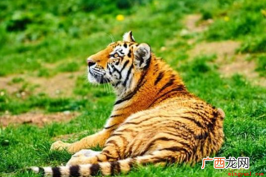 虎年是根据中国传统历法来确定的,生肖中的 虎年是哪几年