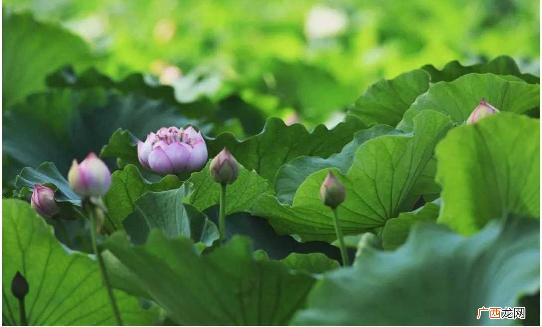 为什么三伏天排寒湿最好 怎样利用三伏天排湿气