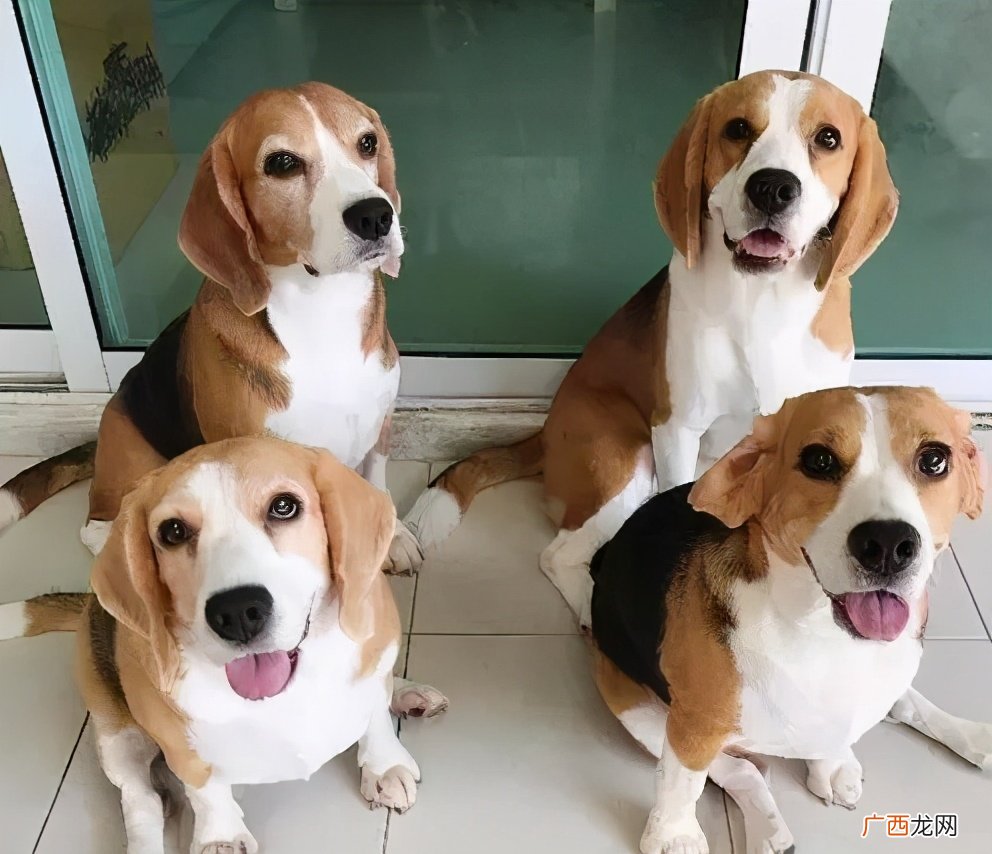 10大旺财的狗 比格犬为什么很少人养
