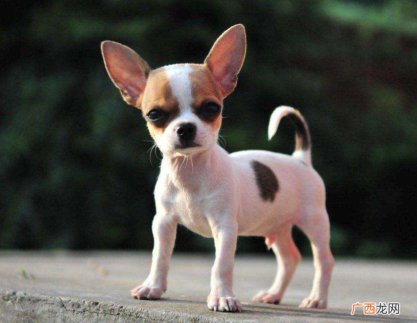 适合家里养的小型宠物犬 家养小型犬排名前10名及图片