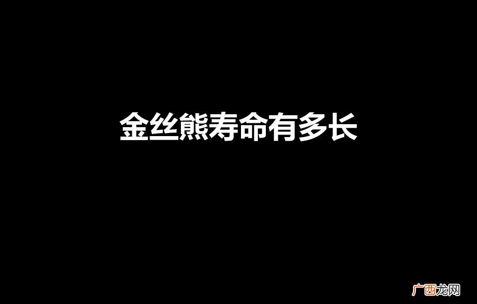 金丝熊寿命有多长（金丝熊多少元一只)