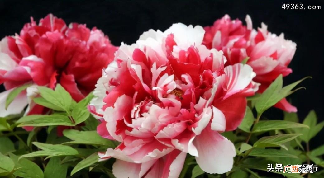 中国的国花是什么花牡丹 中国的国花是什么花
