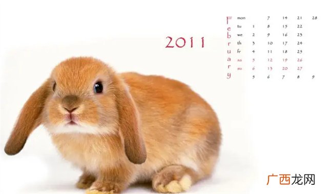 ?2011年是什么年 2011年被称为什么年