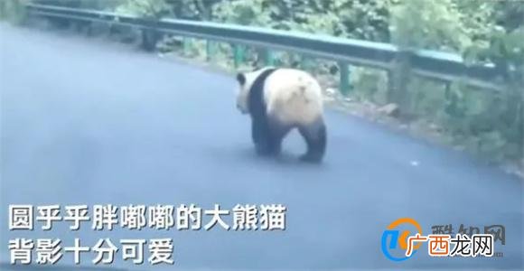 陕西居民驾车途中偶遇淡定大熊猫 居民驾车偶遇大熊猫_酷知科普