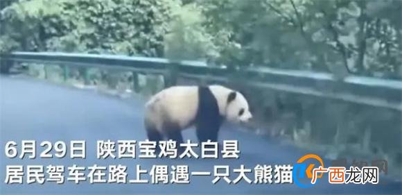 陕西居民驾车途中偶遇淡定大熊猫 居民驾车偶遇大熊猫_酷知科普