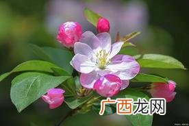 盆栽海棠花的养殖方法和注意事项详解