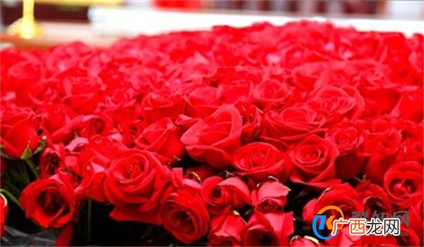 99朵玫瑰花的含义 99代表什么爱情含义_酷知科普