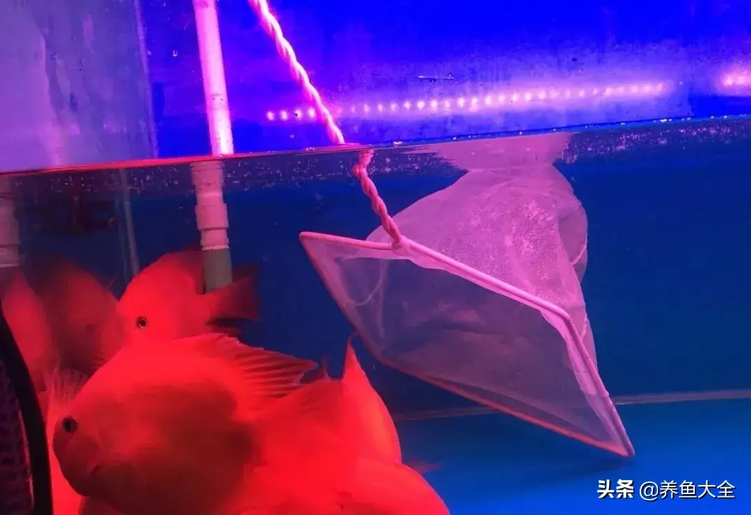 造成热带鱼掉鳞的原因分析 鱼鳞掉了还能长出来吗