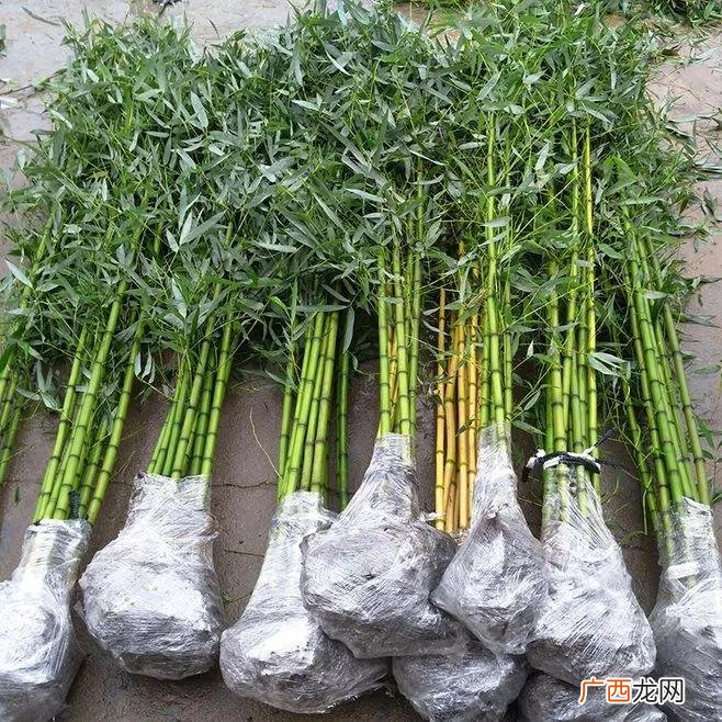 竹子什么季节移栽才能成活 竹子什么季节种植最好