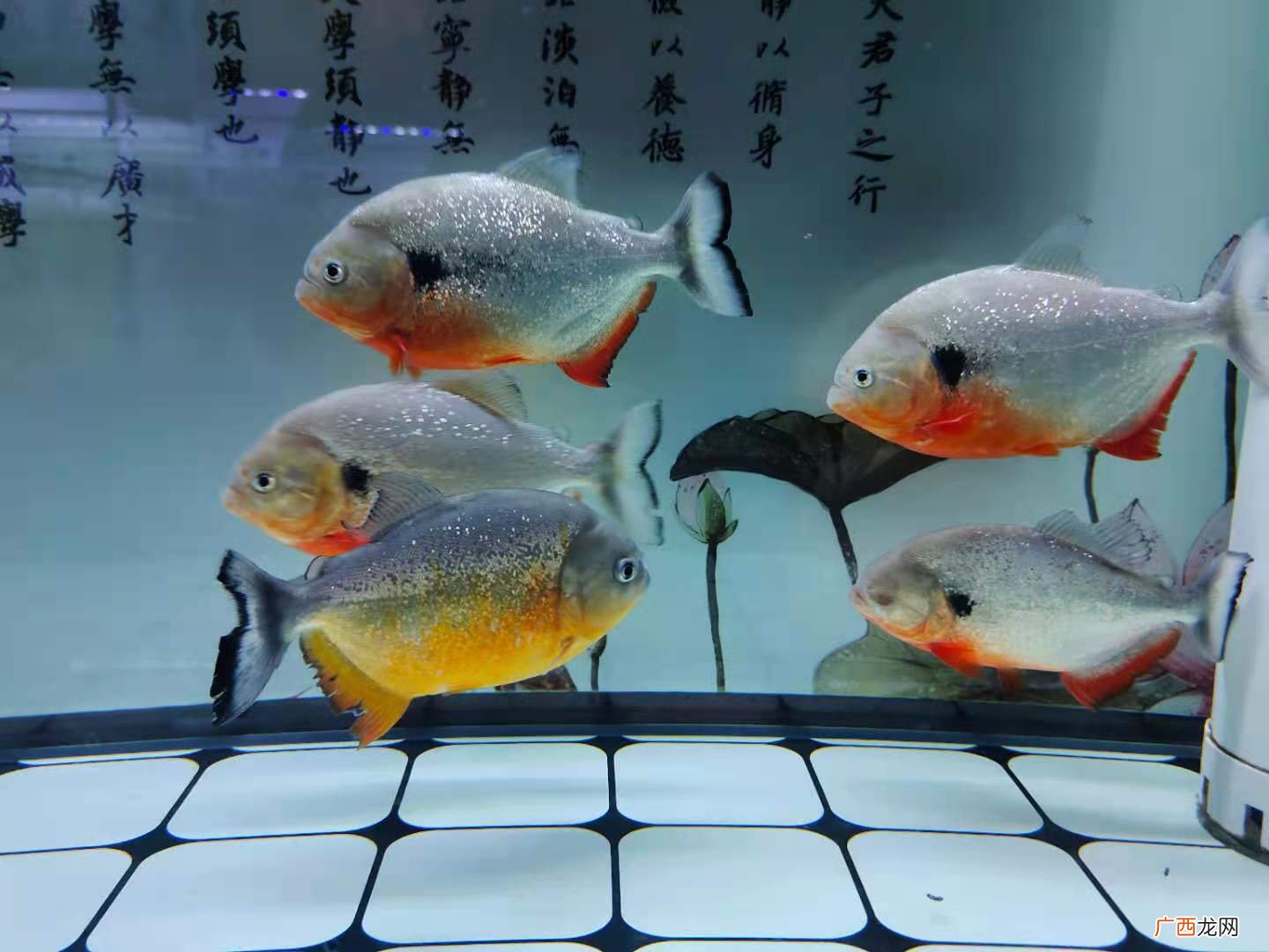 鱼缸多久换一次水合适 鱼缸多久换一次水