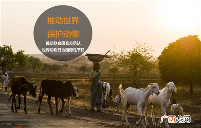 ?世界动物日是每年的几月几号 世界动物日的由来