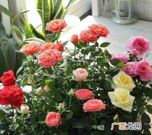 月季花施2种肥料蹭蹭冒花苞 施什么肥让月季花又多又大