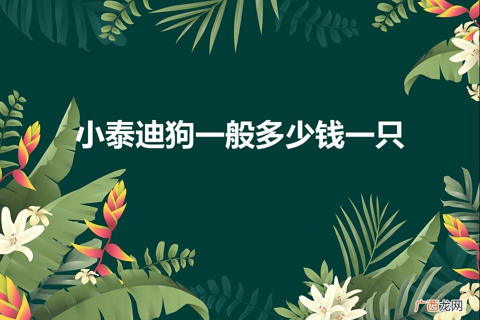 泰迪多少钱一只 小泰迪狗一般多少钱一只