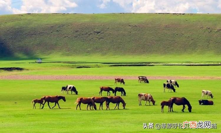 呼尔贝伦位于内蒙古什么地方 呼尔贝伦大草原在哪里