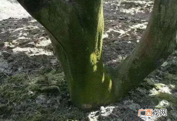 学会三招让青苔快速消失 去除青苔的办法