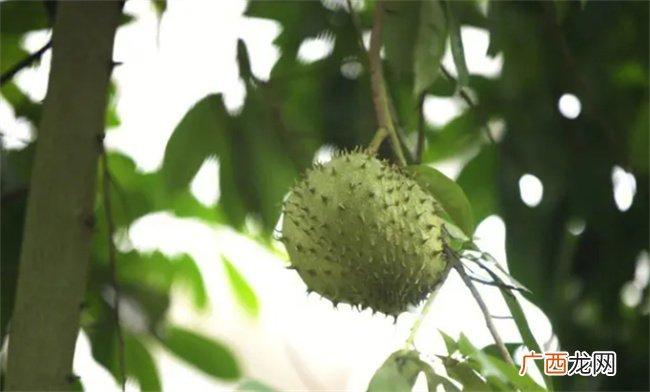 番荔枝怎么吃最好 番荔枝的营养价值