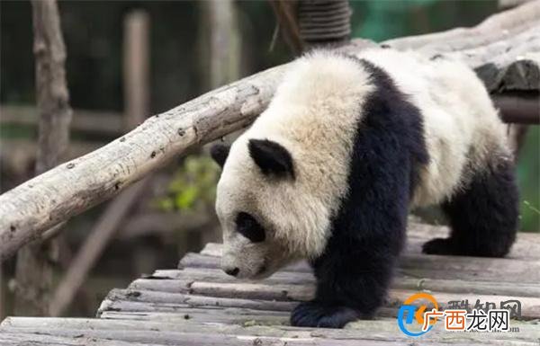 熊猫胖大海 从社恐变成社牛 熊猫胖大海的近况_酷知科普