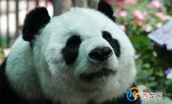 熊猫胖大海 从社恐变成社牛 熊猫胖大海的近况_酷知科普