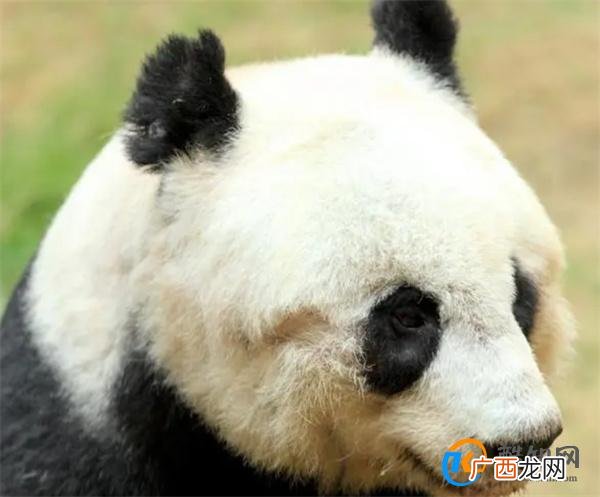 熊猫胖大海 从社恐变成社牛 熊猫胖大海的近况_酷知科普